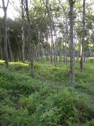 Agricultural Land at Pekan Dangi, Kuala Pilah 1