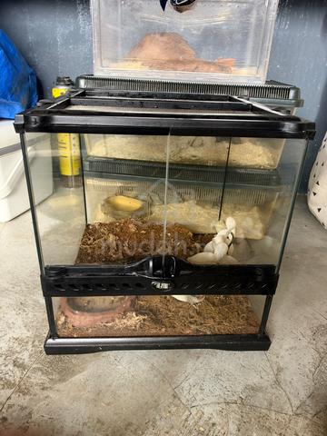 Exoterra enclosure tank - photo 2 of 3