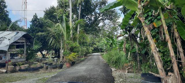 Tanah Kampung Baru Pendang - Geran Individu 1