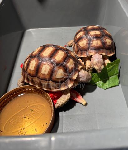 big Sulcata tortoise - photo 5 of 6