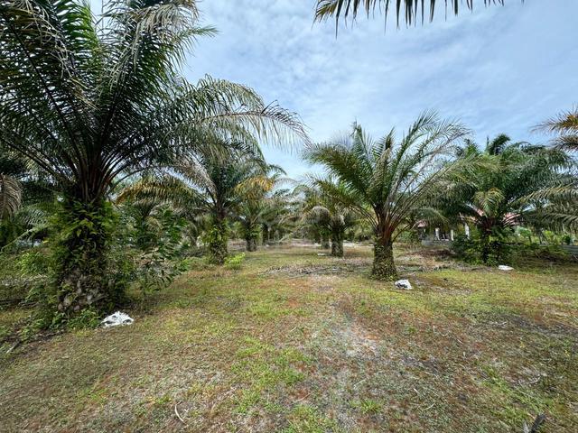 TANAH PERTANIAN DI PANTAI SEPAT UNTUK DIJUAL Kuantan 1
