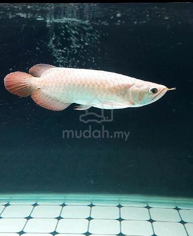 Arowana SR Local - photo 4 of 5