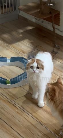 Scottish fold - photo 2 of 2