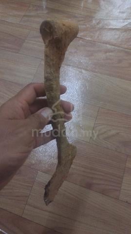 besi tulang mawas - photo 3 of 3