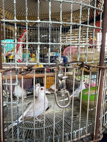 Carousel Image Selected