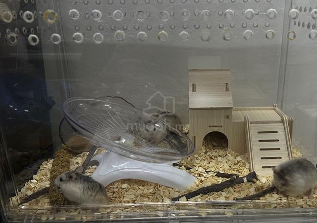 Hamster Roborovski + Fullset Cage DIY - Pets for sale in Kampung Baru ...