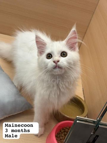 Carousel Image Selected