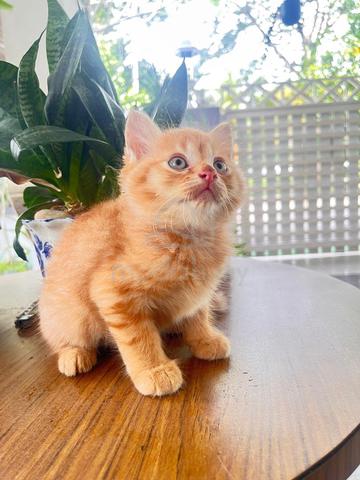 Mix Maiencoon Kitten  - photo 3 of 3
