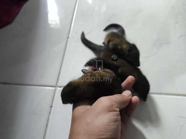 Carousel Image