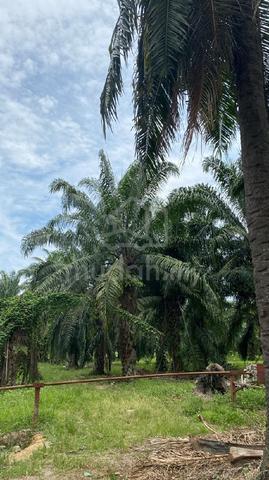Land for Sell @ Nibong Tebal 1