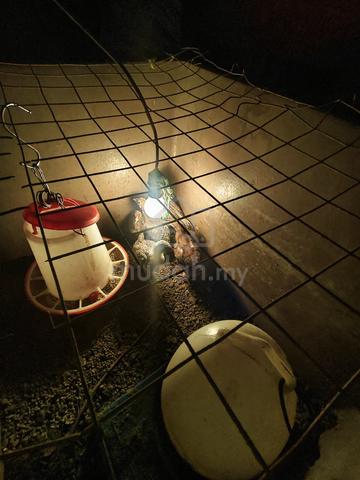 Carousel Image