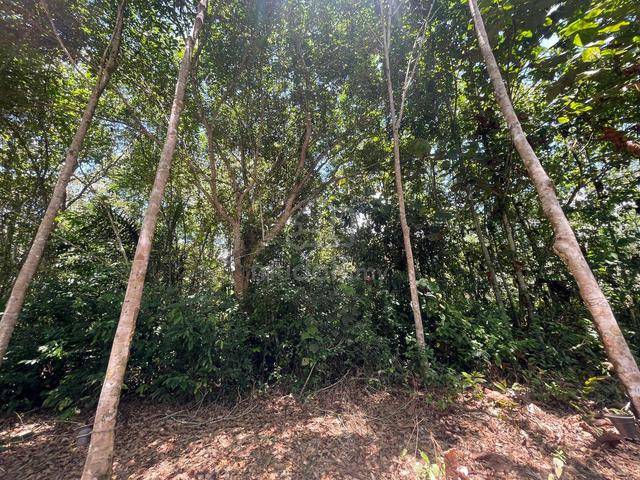 TANAH KEBUN Belakang kolej KEDA Sik Ada Jalan Keluar Masuk 1