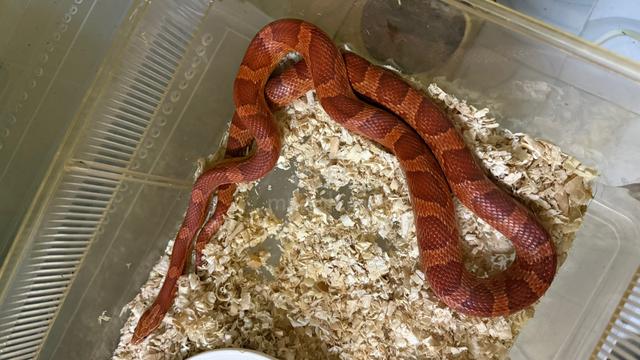 Corn Snake - photo 3 of 5