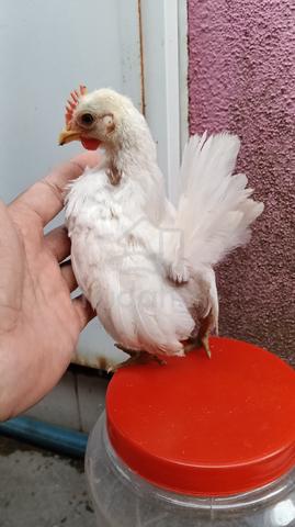 Ayam Serama 3 Ekor  - photo 3 of 5
