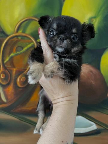 black and white Chihuahua ~5 - photo 2 of 6