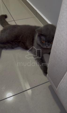 Kucing BSH Male Blue - photo 3 of 5