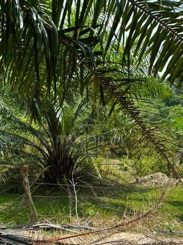 TANAH SAWIT UNTUK Dijual, MUKIM ULU CHEKA, JERANTUT, PAHANG 1