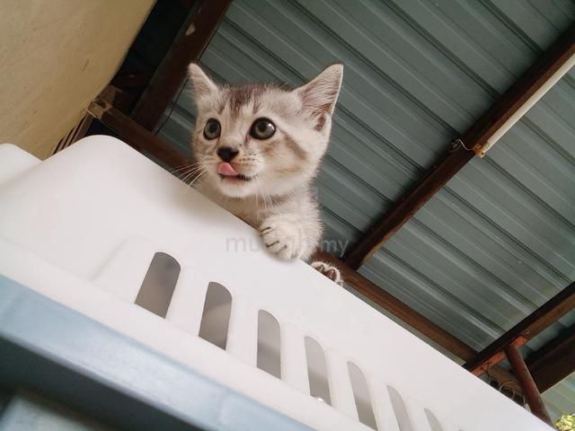 BSH KITTEN GRAY (Jantan) - photo 4 of 6