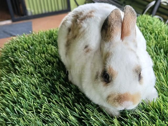minirex bulu carpet  - photo 2 of 6