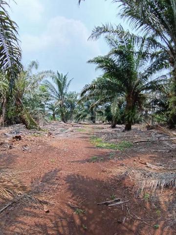 Tanah Pertanian | KG SUNGAI NAGA Pontian 1