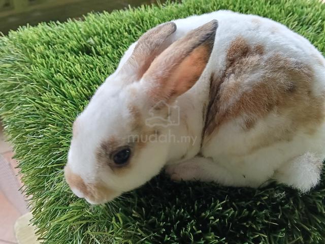 minirex bulu carpet  - photo 3 of 6