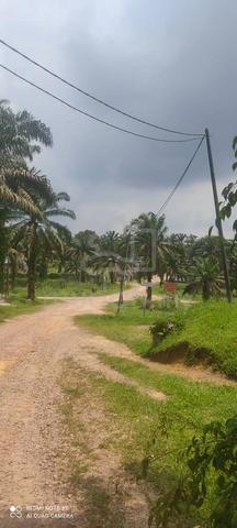 Oil Palm Estate For Sale Paloh Johor 1
