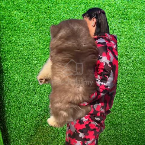China Giant bear alaskan malamute  - photo 2 of 3