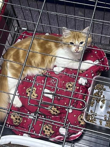 Maine coon - photo 3 of 3