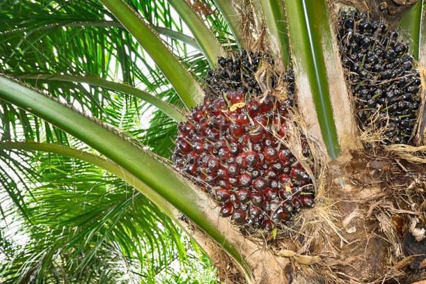 BEST BUY OF MID YEAR 2026 OiL PALM PLANTATION LAND 7 ACRES SUNGKAI 1