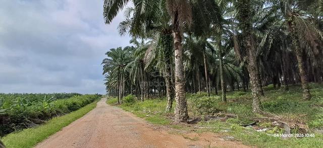 5 Area Palm tree Land Mahsan Bahau 1