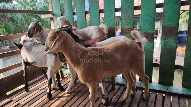 kambing murah - photo 2 of 6