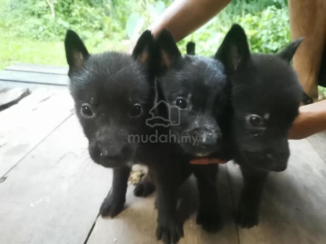 Malinois x best sale for sale