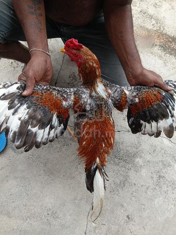 Ayam sabung Magon  - photo 2 of 3