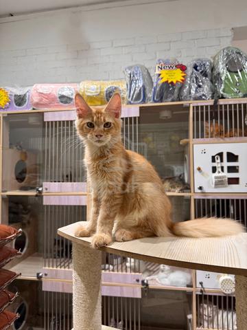 can send Singapore red mainecoon cat kitten - photo 4 of 6