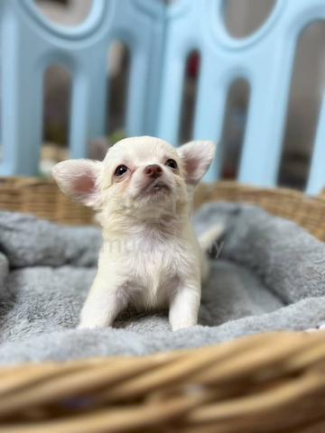 Carousel Image Selected