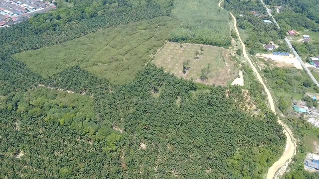 AGRICULTURE LAND | JALAN MUTIARA |Sungai Kod Karangan 2