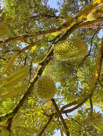 12 Acres Dusun Durian Sungai Padang Bentong 1