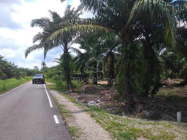 Kebun sawit 6ekar 1