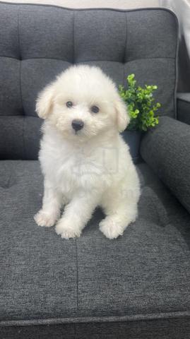 Carousel Image Selected
