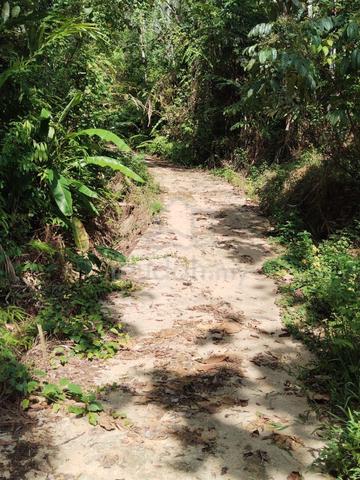 [Tanah Merah,Jedok]Tanah kebun kelapa sawit untuk dijual 1