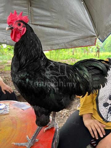 anak black australorp chicken - photo 3 of 6