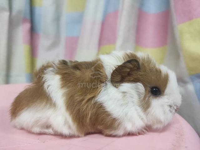 Guinea Pig - photo 2 of 6