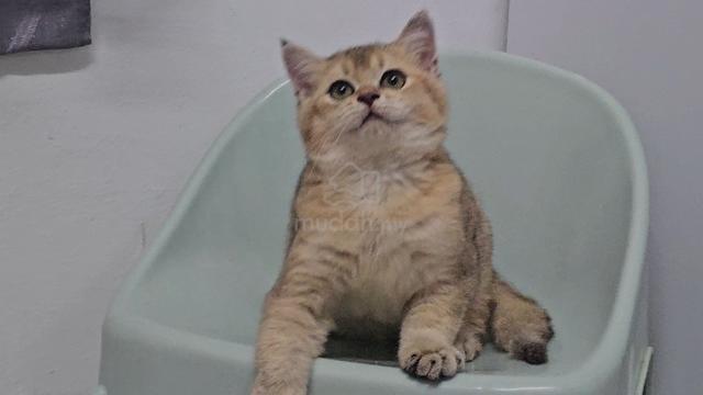 Kitten BSH BLH Golden shade Kucing - photo 4 of 6