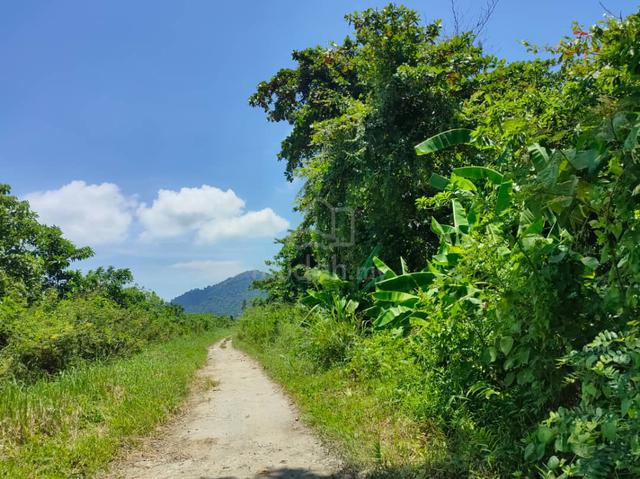 2.71 Acres Agriculture Land Sg Rusa Balik Pulau Road Access Cheapest 1