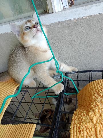 BSH GOLDEN KITTEN (color25) - photo 2 of 6