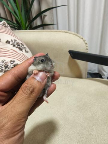 Winter White Hamster - photo 5 of 6