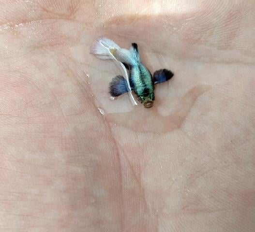 ikan guppy dumbo white short body - photo 2 of 4