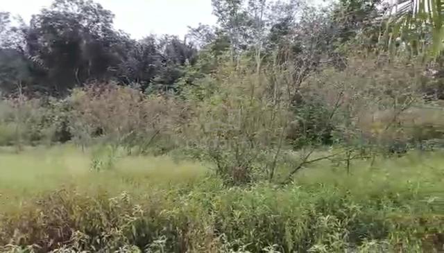 2 Ekar Tanah Kosong Kg Bukit Tangkong Buloh Kasap Segamat Johor 1