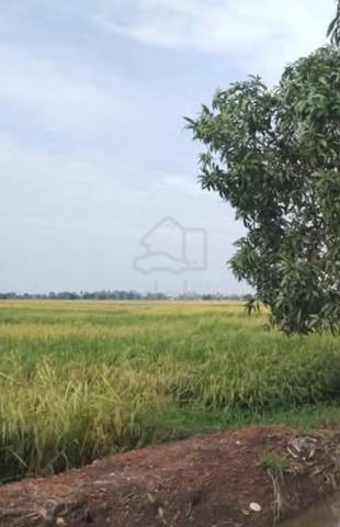 Bendang 1