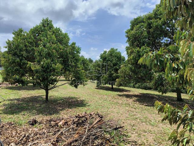 Non Bumi 7 Acres Freehold Durian Farm near Raub Town Water Elec Supply 1